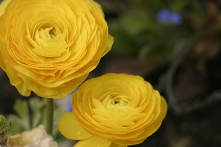 flower Photographic gallery  at  Camera Aperture Photography